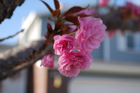 blossom